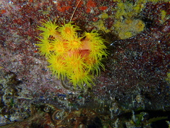 Cup Coral