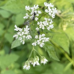 Osmorhiza longistylis