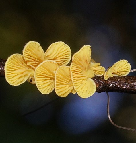 Crepidotus stromaticus image