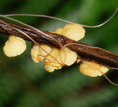 Crepidotus stromaticus image