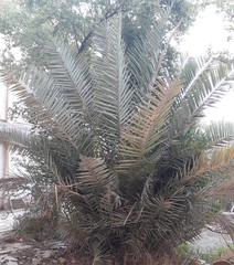 Phoenix dactylifera