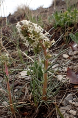 Ipomopsis spicata