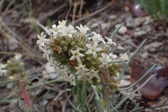 Ipomopsis spicata