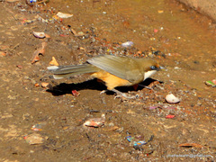 Pterorhinus albogularis