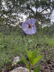 Lycianthes moziniana