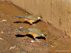 Pterorhinus albogularis