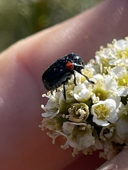 Saxinis saucia