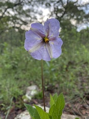Lycianthes moziniana