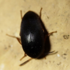 Eustrophopsis