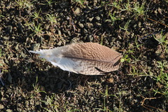 Otidiformes