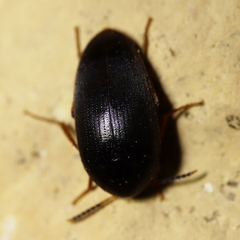 Eustrophopsis