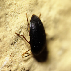 Eustrophopsis