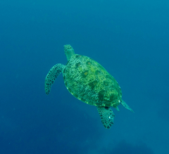 Chelonia mydas