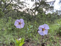 Lycianthes moziniana