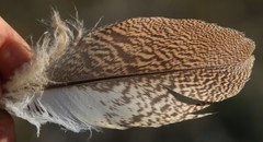 Otidiformes