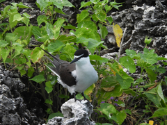 Onychoprion anaethetus