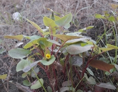 Sonchus oleraceus