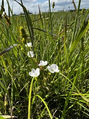 Linum monogynum