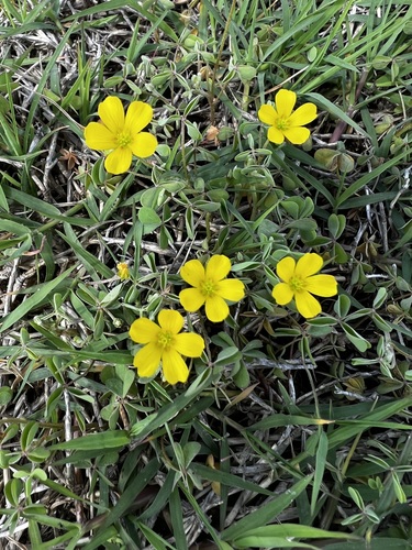 Image of Oxalis texana by (c) Cheryl McCleary-Catalano, some rights reserved (CC BY)