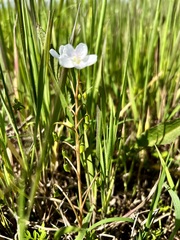 Linum monogynum