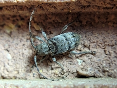 Ecyrus