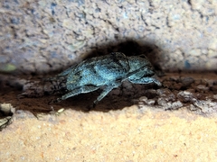 Ecyrus
