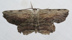 Lytrosis unitaria