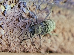 Ecyrus