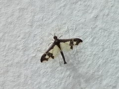 Gonocausta