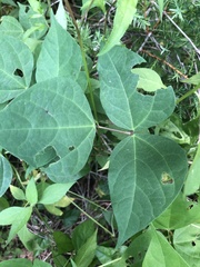 Phaseolus polystachios