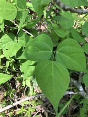 Phaseolus polystachios