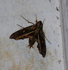 Hemeroplanes ornatus