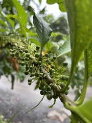 Iochroma arborescens