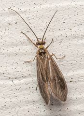 Brachycentrus