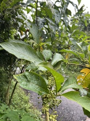Iochroma arborescens