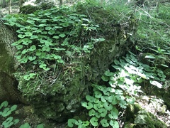Asarum canadense reflexum