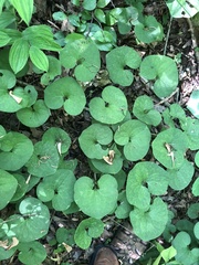 Asarum canadense reflexum