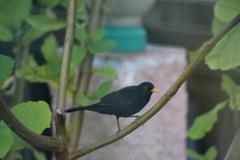Turdus merula