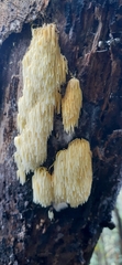 Mucronella flava