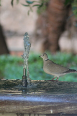Streptopelia decaocto
