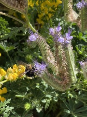 Xylocopa tabaniformis orpifex