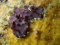 Chelonaplysilla violacea
