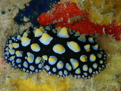 Phyllidia guamensis