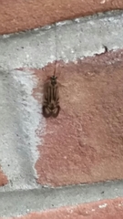 Macrostemum zebratum