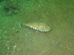 Sphoeroides lobatus