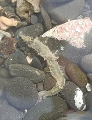 Flabelligera bicolor
