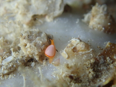 Cystiscinae