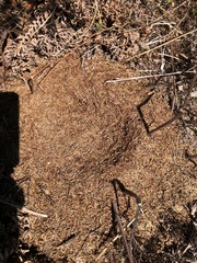 Dolichoderus taschenbergi