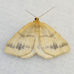 Macaria ribearia