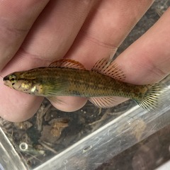 Etheostoma mariae